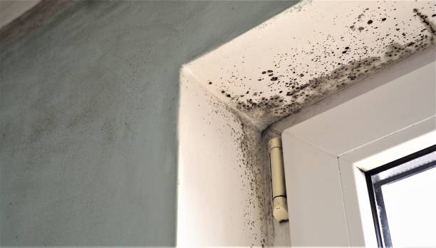 Best Mold Prevention Services  in Julesburg, CO