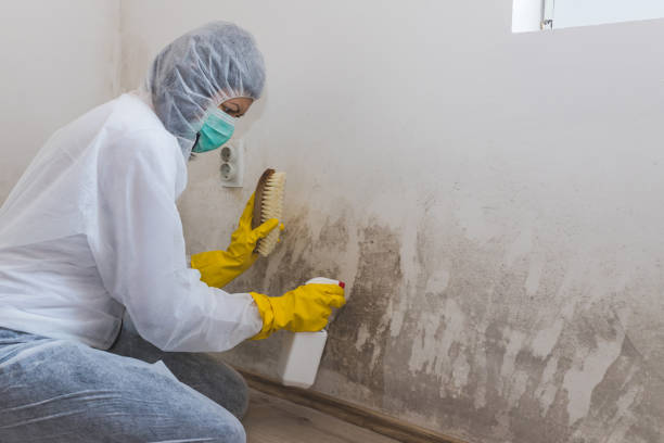 Best Real Estate Mold Inspection  in Julesburg, CO