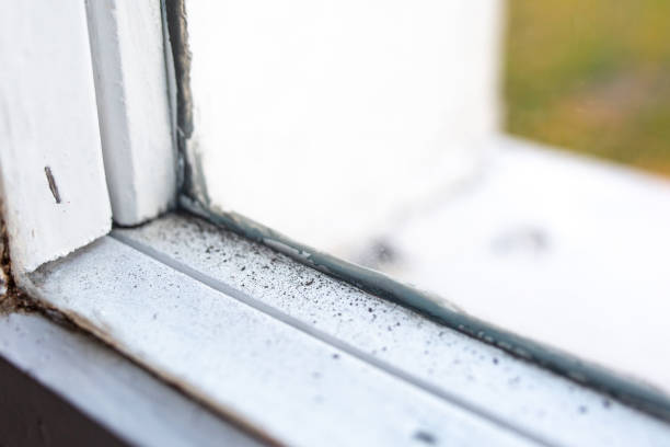 Best Attic Mold Removal  in Julesburg, CO