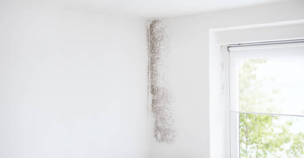 Best Mold Removal for HVAC Installations  in Julesburg, CO