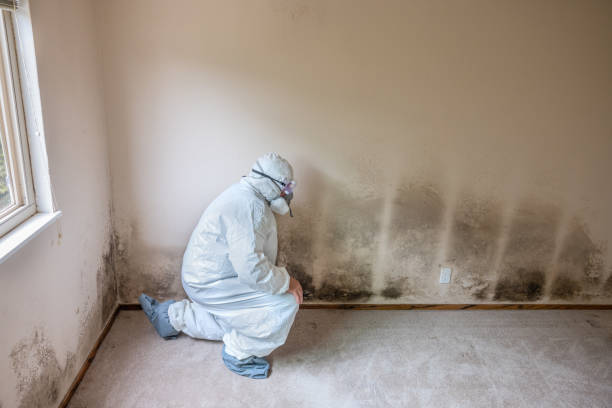 Environmental Consulting for Mold Prevention in Julesburg, CO